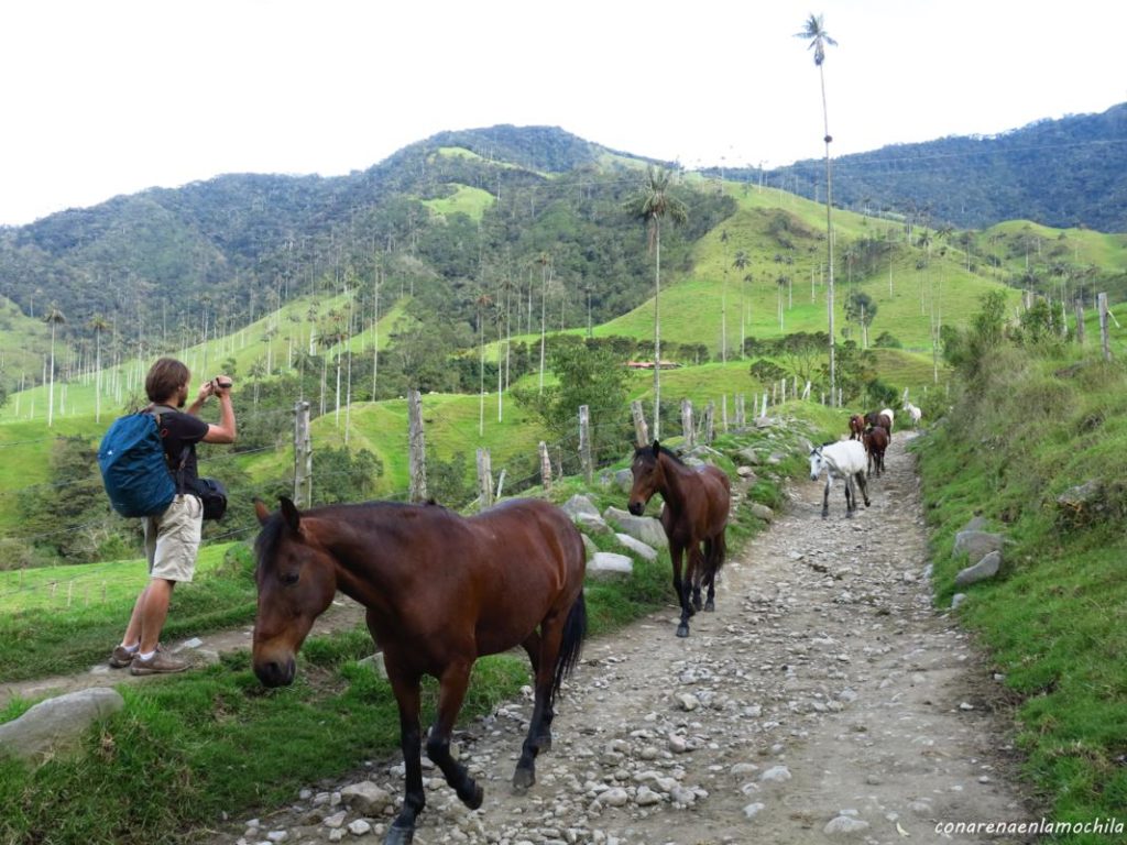 Valle del Cocora Eje Cafetero Armenia Colombia