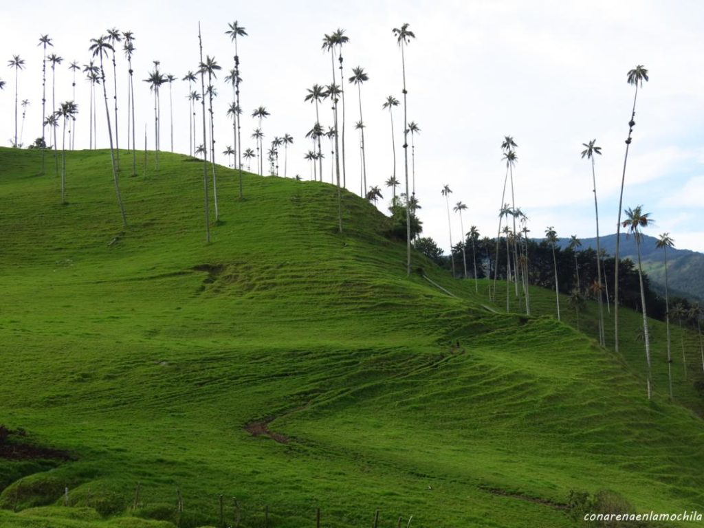 Valle del Cocora Eje Cafetero Armenia Colombia