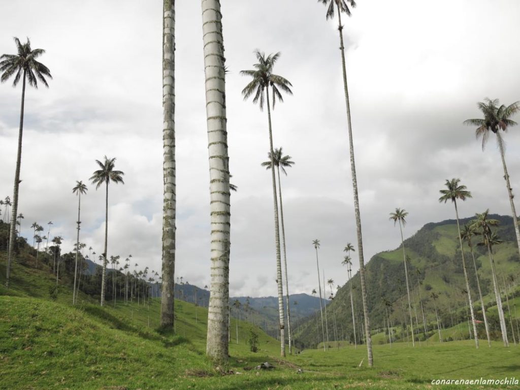 Valle del Cocora Eje Cafetero Armenia Colombia