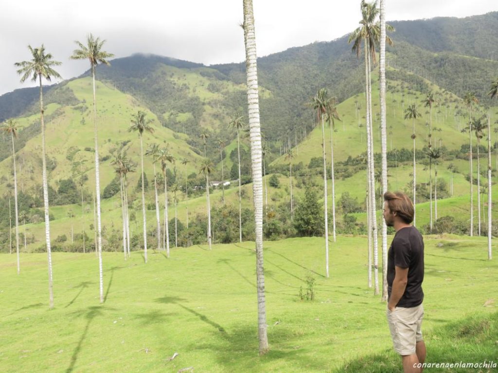 Valle del Cocora Eje Cafetero Armenia Colombia