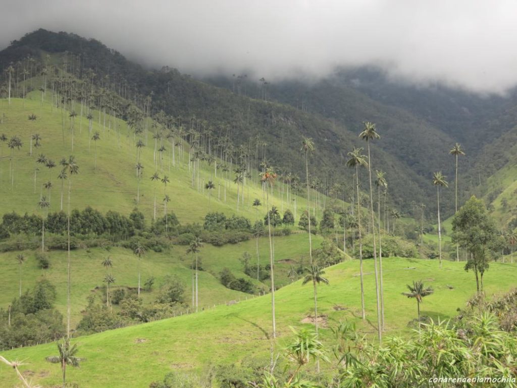 Valle del Cocora Eje Cafetero Armenia Colombia